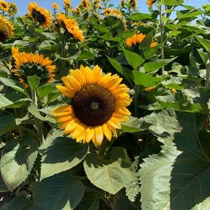 Meet your Posher, Diane